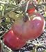 Giant Belgium Pink Tomato 65 Seeds -Heirloom/Huge/Sweet