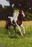 Pferdepostkarte Paint Horse Hengst