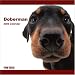 Doberman 2009 Wall 12''x12'' Calendar by THE DOG Artlist Collection