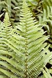 Fern - 72