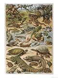 An Amazing Illustration Covering the Whole Range of Reptilian Species from Snakes to Newts Animals Giclee Poster Print, 9x12