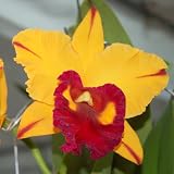 SC54 Orchid Plant Blc Tainan Gold 'Canary'