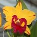 SC54 Orchid Plant Blc Tainan Gold 'Canary'