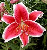 Amazon / Hirts: Bulb; Lily: Starfighter Oriental Lily 2 Bulbs- Wine Red!