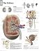 Book The Kidney