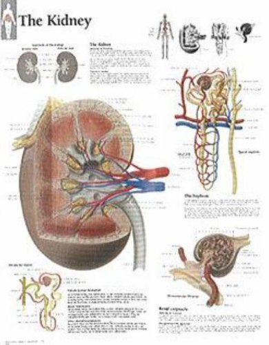 The Kidney chart: Laminated Wall Chart