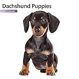 Dachshund Puppies Mini 2015 Wall Calendar