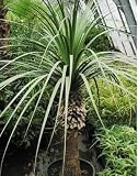 10 Nolina Longifolia Yucca Plant Seeds Zeroscape!