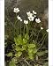 Photographic Prints of Grass of Parnassus in flower from Ardea Wildlife Pets