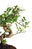 Bonsai - 36