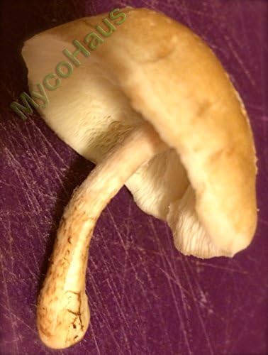 Shiitake mushroom live liquid culture syringe 10cc