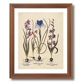 French Iris Flower Bulb Irises Contemporary Picture Oak Framed Art Print