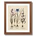 Framed Oak French Iris Flower Bulb Irises Contemporary Picture Art Print