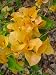 California Gold Bougainvillea - Indoors/Outdoors/Bonsai