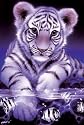Schmidt Spiele 58026 - Puzzle, Weißes Tigerbaby, 500 Teile