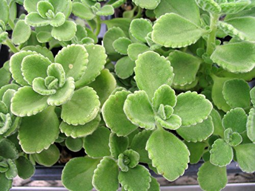 Puerto Rican Oregano - Plectranthus amboinicus - 3