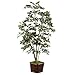 Faux Ming Aralia- 4'