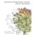 Botanical Illustration Course: With the Eden Project