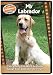 My Labrador: Everything You Need to Know About Your Labrador Retriever