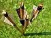 Traditional Archery - 24