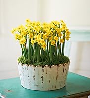 Narcissi Planter