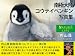内山 晟: 南極大陸 コウテイペンギン写真集