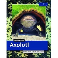 Axolotl: Lebensweise, Haltung, Nachzucht