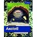 Axolotl: Lebensweise, Haltung, Nachzucht