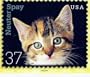 POSTCARD - NEUTER SPAY CATS