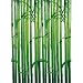 Fototapete, Bamboo, 4-teilig - 183x254cm, Motivtapete, Bildtapete, Bambus, Blätter