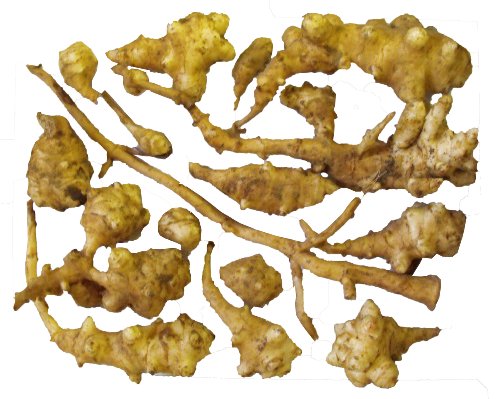 Jerusalem Artichokes -Perennial-organic Plants-sunchoke Tubers-plant-each 1 Pound Jerusalem Artichokes -Perennial-organic Plants-sunchoke Tubers-plant-each 1 Pound