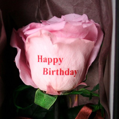 メッセージローズ (Preserved Rose) エモーション~恋のミサイル~ピンク 【Happy Birthday】 22200