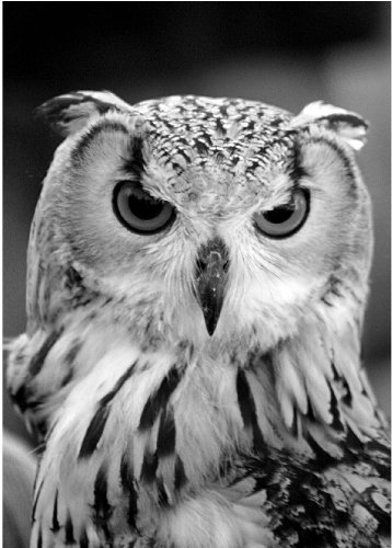 Kilmallock Owl. Ein perfektes