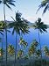 Palm Trees at Matangi Island, Qamea Island in Background, Fiji, South Pacific Islands Photographic Poster Print by Lousie Murray, 12x16