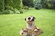 Meerkat statue home garden sculpture out of a hole and into hole (Digital Angel Decor)