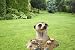 Meerkat statue home garden sculpture out of a hole and into hole (Digital Angel Decor)