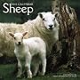 Sheep 2010 Square Wall (Multilingual Edition)