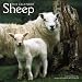 Sheep 2010 Square Wall (Multilingual Edition)