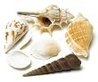 Decorative Natural Shells