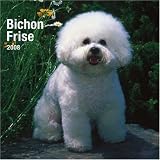 Bichon Frise 2008 Square Wall Calendar