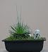 RARE Mikado Bonsai - Syngonanthus -Discovered in Brazil