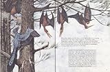 A pterodactyl : the story of a flying reptile