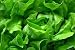 Butterhead Lettuce 1 - 24
