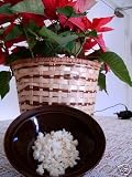 KEFIR GRAINS - LIVE ORGANIC