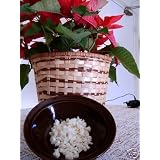 KEFIR GRAINS - LIVE ORGANIC
