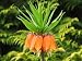 Crown Imperial - 18