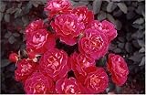 Review World of Roses  / The Anniversary Rose