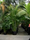 Eigenschaften Terrapalme  / Areca (chrysalidoc.) lutescens - Goldblattpalme Busch / Topfbreite 70 cm / Pflanzenhöhe 375 cm mit Topf