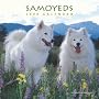 Samoyeds 2009 Square Wall Calendar