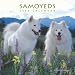 Samoyeds 2009 Square Wall Calendar